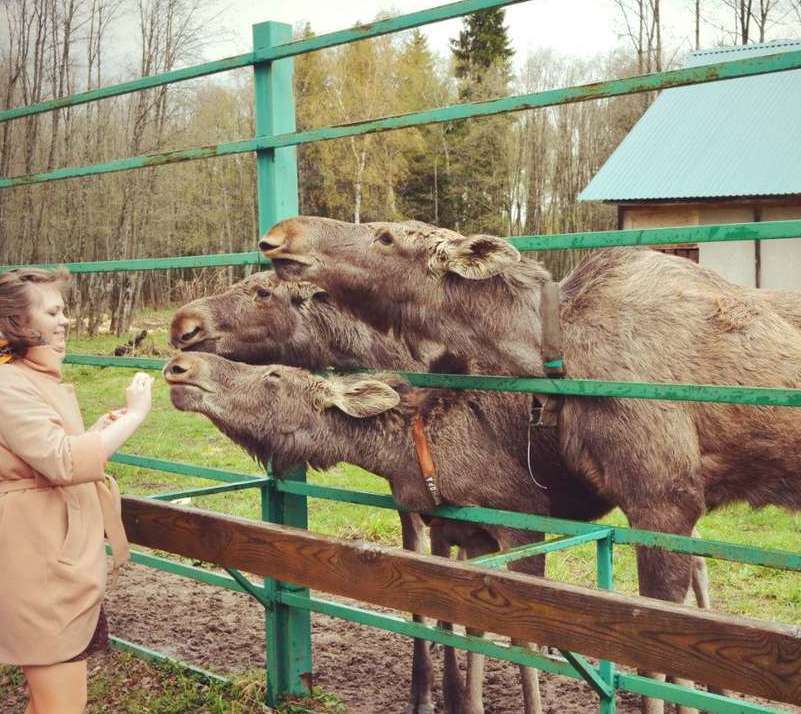 Описание изображения