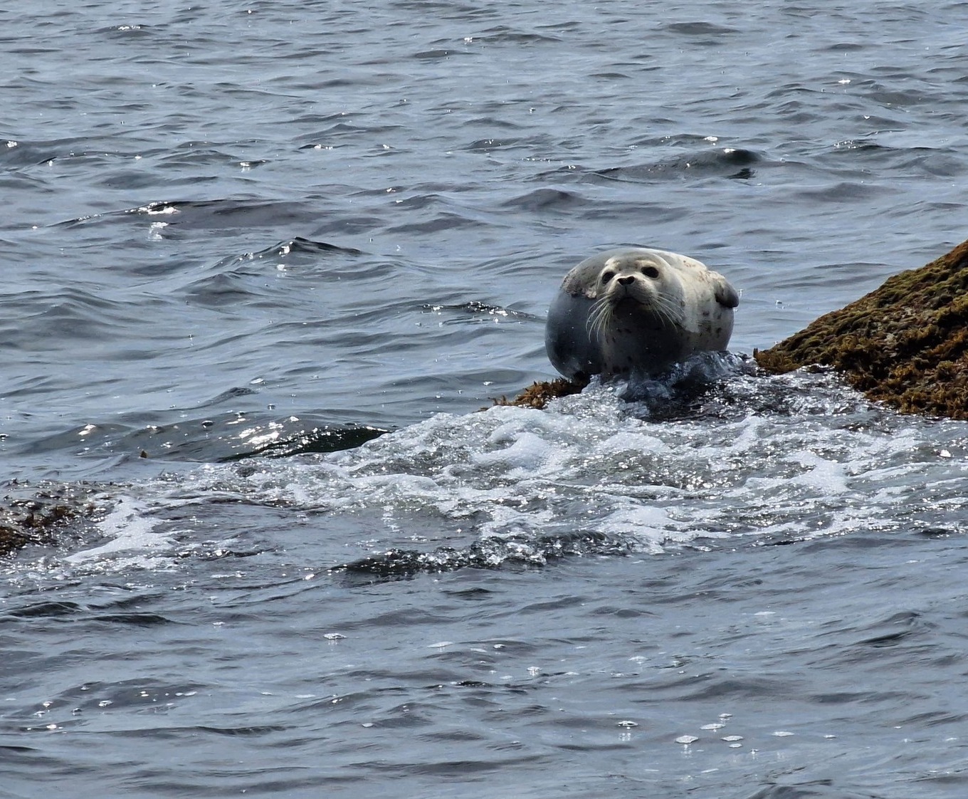 Описание изображения