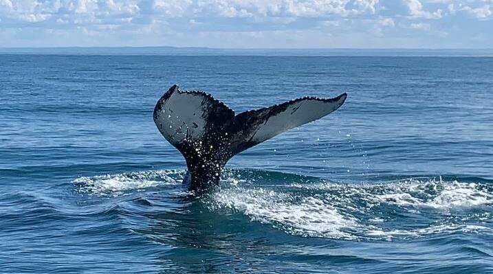 Описание изображения