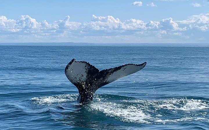 Описание изображения