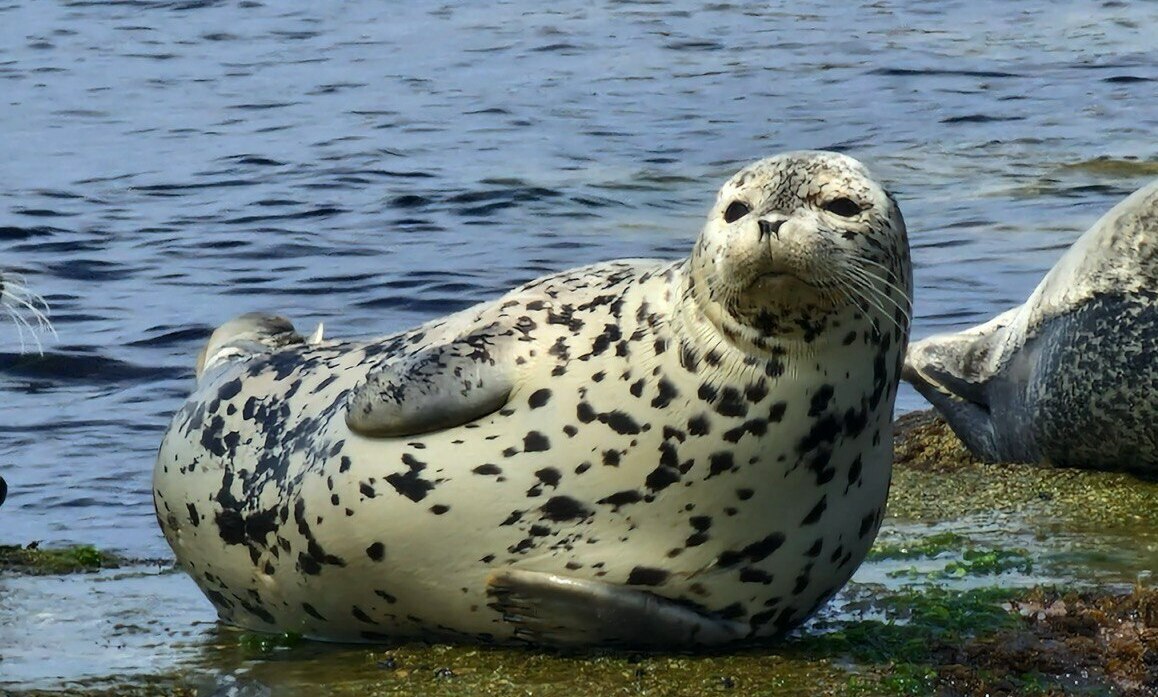 Описание изображения