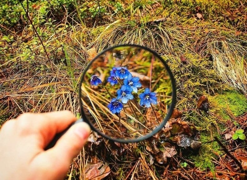 Цветение маральника, майские праздники Весенние туры на Алтай