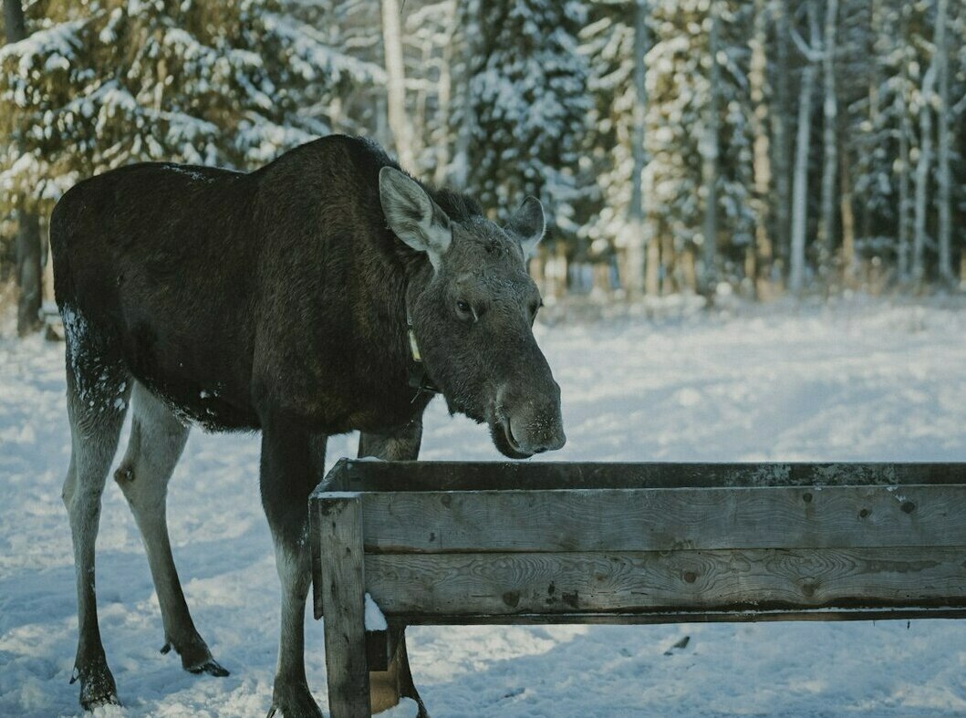 Описание изображения
