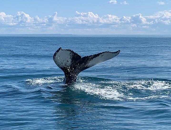 Описание изображения