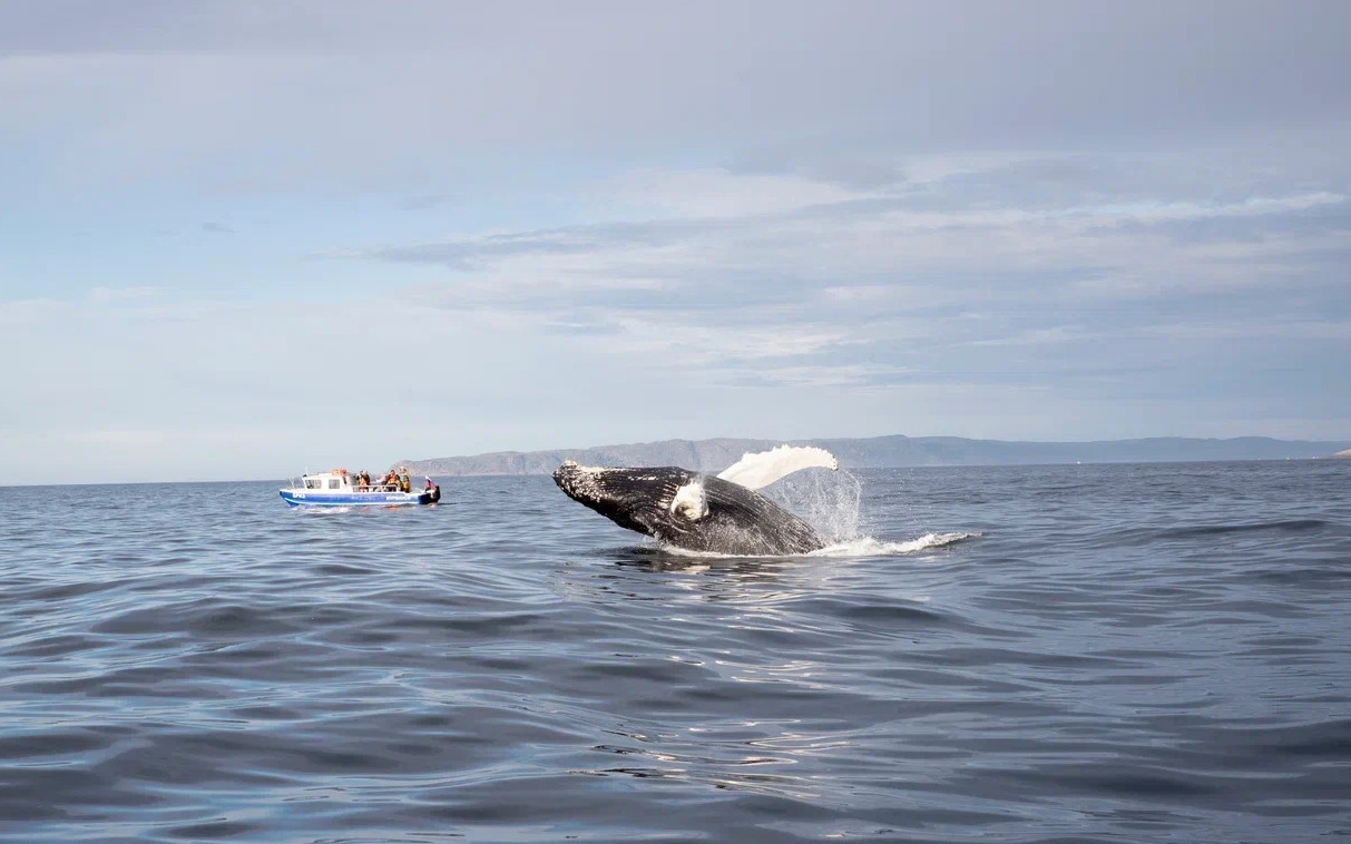 Описание изображения