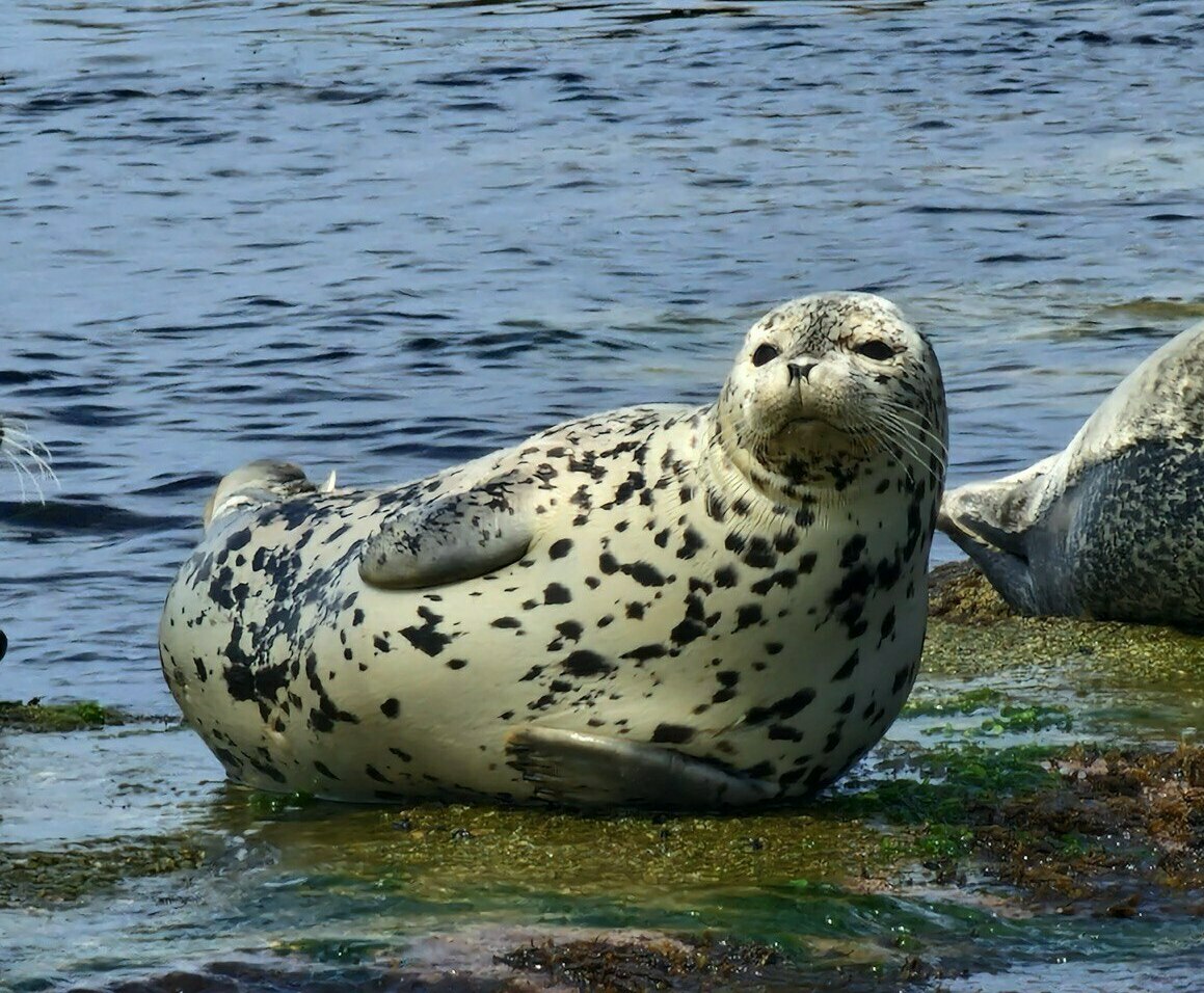 Описание изображения